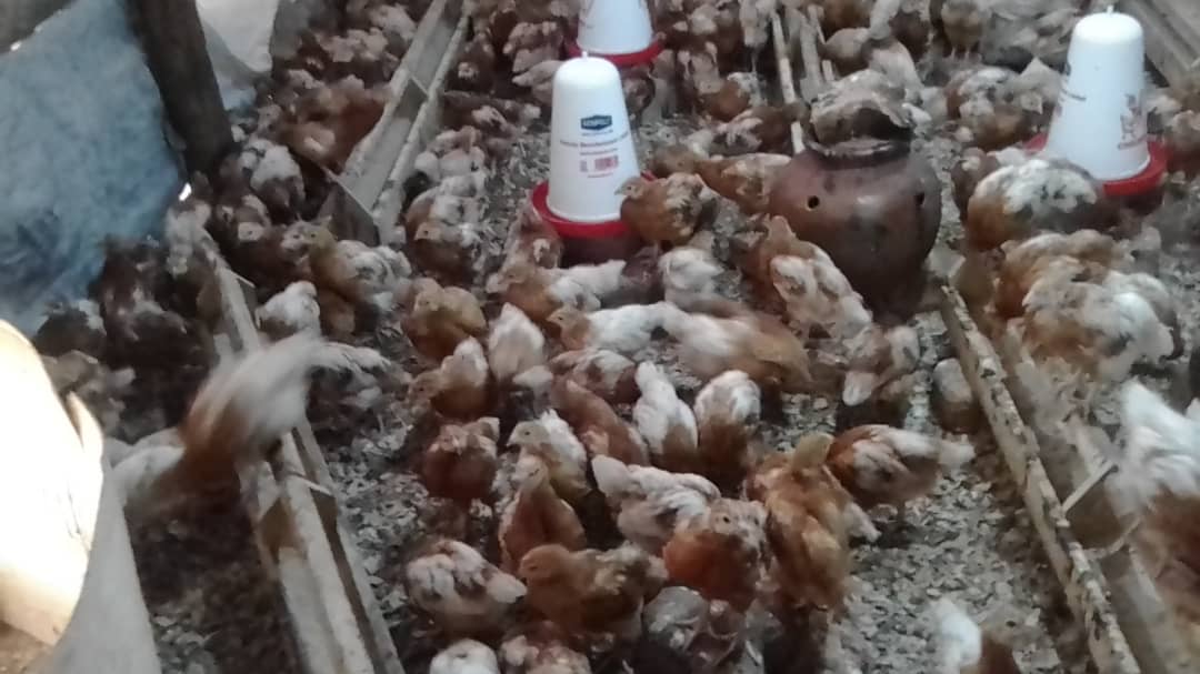 Poultry farming for egg production; Progress Report. Uganda. Kitchen